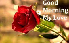 Good Morning My Love Flower Images Good Morning My Love Good Morning Images Download Morning Images