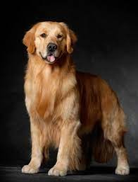144,251 likes · 17,720 talking about this. é‡'æ¯›çŠ¬ é‡'æ¯›çŠ¬å›¾ç‰‡ é‡'æ¯›çŠ¬ä»·æ ¼ é‡'æ¯›çŠ¬æ€Žä¹ˆå…» é‡'æ¯›çŠ¬åƒä»€ä¹ˆ å¤ªå¹³æ´‹æ—¶å°šç½'å® ç‰©ä¿±ä¹éƒ¨