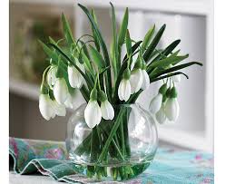 The carnation is among the oldest flowers to be cultivated, mentioned in greek literature two centuries ago. January Birth Month Flower Snowdrops Jblooms