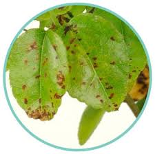 If you accidentally let the soil dry out completely, you may see leaves droop, crisp up, brown, and fall. Spotty Bonsai Tree Leaves