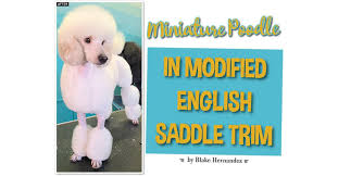 Check spelling or type a new query. Miniature Poodle In Modified English Saddle Trim Groomer To Groomer