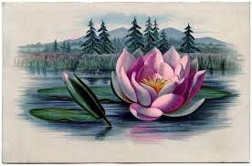 They can be white, cream, pink, yellow, red, orange. 12 Water Lily Images Lotus Flowers The Graphics Fairy
