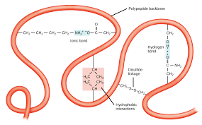 What is the difference between polypeptide and protein? Protein Structure Primary Secondary Tertiary Quatrenary Article Khan Academy