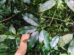 Image result for Symphonia globulifera