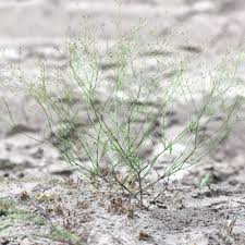 Image result for Cordylostigma virgatum