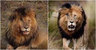 Scarface, the dominant male of the marsh pride in the masai mara, kenya, africa is enjoying is kill he just made over night. 3zgnb3t 3451bm
