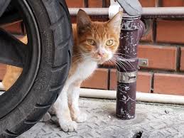 How to introduce cats and kittens… it's very important not to rush this process, take your time, follow these steps and everything should turn out purrfectly :) fur more tips and to check out feliway® products, visit their website: 9 Tips For Introducing Your New Kitten To Other Cats Coops And Cages