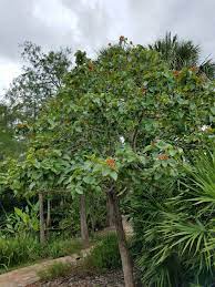 Check spelling or type a new query. Orange Geiger Tree Cordia Sebestena Plants Landscape Tree