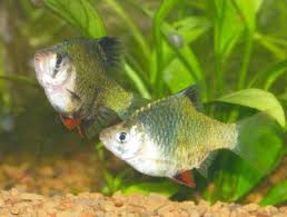 Green Tiger Barb Puntius Tetrazona Variety Fish Guide