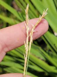 Image result for Elionurus tripsacoides