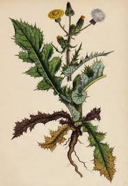 Image result for Sonchus schweinfurthii