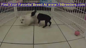 Descended from mixes of white english terriers an english bulldogs, in the early 1800's. Boston Terrier Puppies Dogs For Sale In Little Rock Arkansas Ar 19breeders Fayetteville Youtube