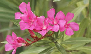 Quand et comment planter le laurier rose. Comment Planter Des Lauriers Roses Dans Votre Jardin Guide Etape Par Etape Guide Complet Petits Jardiniers