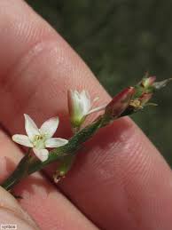 Image result for Oxygonum dregeanum