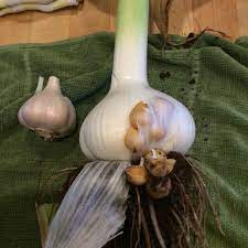 Elephant Garlic Brisbane Local Food Garlic Elephant Vegetables