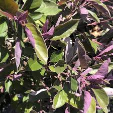 Image result for Vitex trifolia