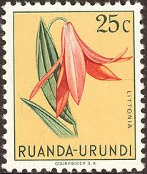 Image result for Dissotis gilgiana