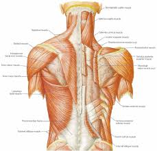 You should make a label that represents your brand and creativity, at the same time you shouldn't. Shoulder Muscle Diagram Labeled Dream To Teach