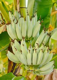 Image result for Musa sp. (Ornamental bananas)