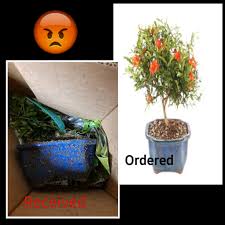 Having problems with from you flowers? From You Flowers Reviews 1 593 156 Reviews Of Fromyouflowers Com Sitejabber