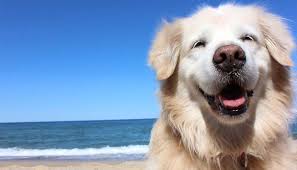 10 Best Dog Breeds For First Time Owners Top Dog Tips Smartest Dog Breeds Dog Breeds Best Dog Breeds