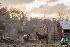 Read on for tips on how. The Horse Barn Here The Horse Are Kept For Campers To Ride Them They Have Horses Ponies And A Mule Horse Barn Horses Pictures