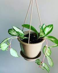 How To Care For A Hoya Krimson Princess Hoya Carnosa Indoor Home Garden House Plant Care Hoya Plants Unique Plants