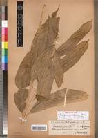 Image result for Coniogramme africana