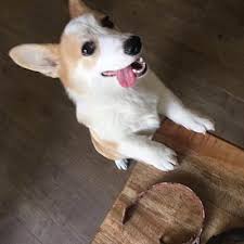 Check spelling or type a new query. Chino Hills Ca Corgi Meet Peach A Pet For Adoption