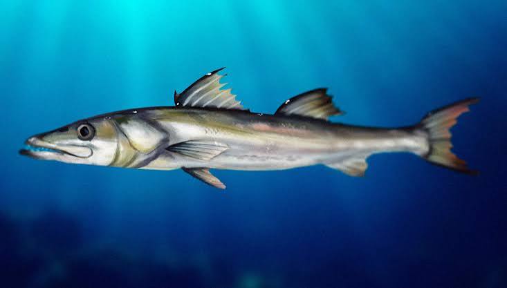 Bicuda	