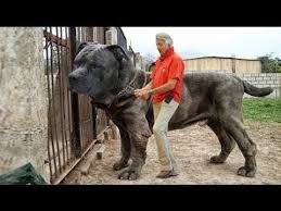 Ruyada Kopek Gormek Guard Dogs Huge Dogs Big Dogs