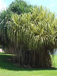 Image result for Pandanus livingstonianus
