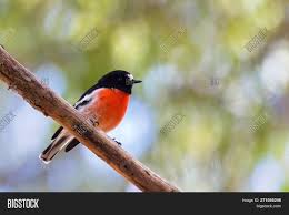 Others such as the purple finch, scarlet tanager and the cassin's finch, favour the mixed forests as their homes. Male Scarlet Robin Image Photo Free Trial Bigstock
