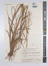 Image result for Paspalum plicatulum