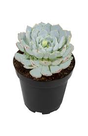 Image result for Humularia minima