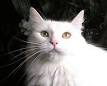The Turkish Angora Cat - Cat Breeds Encyclopedia