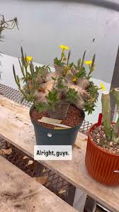 Image result for Huernia volkartii