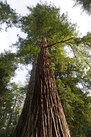 Hyperion was discovered by two people hiking through the park. List Of Tallest Trees Wikipedia