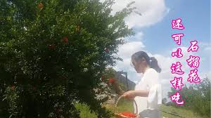 you can eat pomegranate like this石榴花还可以这样吃 水灵灵water spirit pomegranate spirit eat