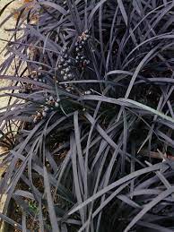 Alyssum is low enough that it doesn't cover the black mondo grass. Ophiopogon Nigrescens Bluestone Perennials