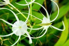 Maybe you would like to learn more about one of these? Spider Lily Crinum Asiaticum Uses Research Remedies Medicines Easy Ayurveda