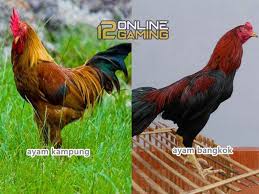 Perbedaan Ayam Bangkok Dan Ayam Kampung Bangkok Jenis