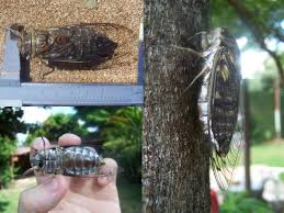 Male and female quesada gigas male has enlarged abdomen for a sound chamber (photos courtesy charles bordelon, texas lepidoptera survey). Q Gigas Cicada Mania
