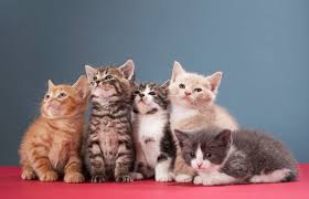 And calico (white, black, and orange) are mostly female. How To Determine The Sex Of A Kitten Lovetoknow