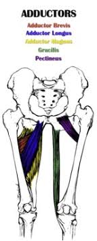 The groin is the area in the body where the upper thighs meet the lowest part of the abdomen. Ybcluhp3qaiepm
