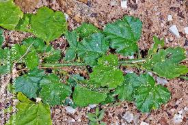 Image result for Hibiscus migeodii