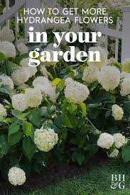 How To Get More Hydrangea Flowers In Your Garden Hydrangea Flower Growing Hydrangeas Hydrangea