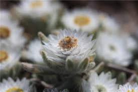Image result for Helichrysum cerastioides