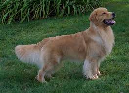 Find golden retriever puppies and breeders in your area and helpful golden retriever information. Tangleloft Goldens Quality Golden Retriever Puppies And Adults In Massachusetts And New England
