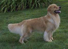 They are sweet and have great temperaments. Tangleloft Goldens Quality Golden Retriever Puppies And Adults In Massachusetts And New England